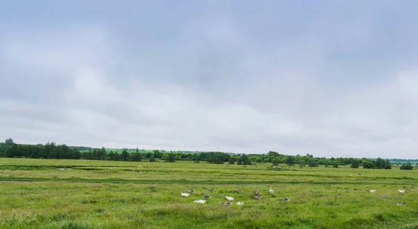 Orman nehir ve hayvanlar ile kırsal çayır Panoraması