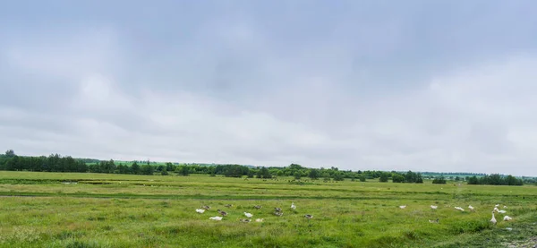 Panorama Pradera Rural Con Bosque Río Animales — Foto de Stock