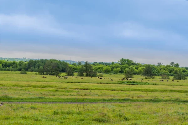 Panorama Prado Rural Com Rio Floresta Animais — Fotografia de Stock