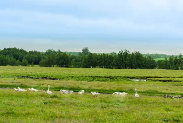 Panorama of rural meadow with forest river and animals