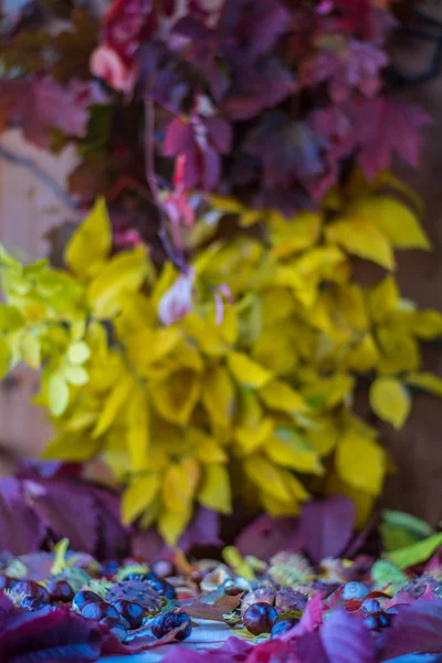  Festival bahçeleri ve Flowers.Floristica.Composition, bir cennet.