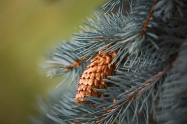 Çam kozalaklarına yakın köknar dalları.