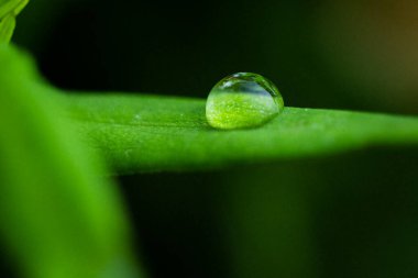 Su yeşil yaprağa düşer.