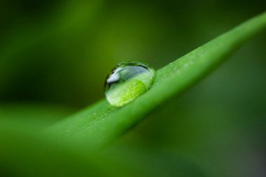Su yeşil yaprağa düşer.