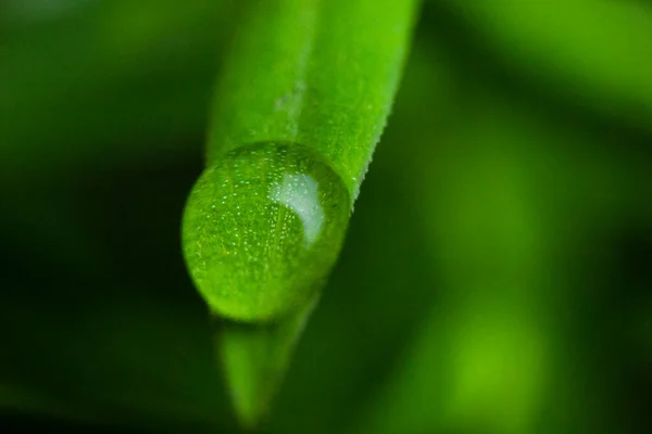 Water Drops Green Leaf — Stock Photo, Image