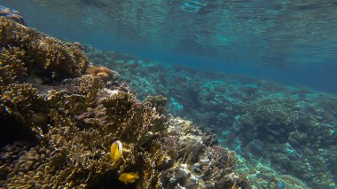 Kızıl denizdeki mercan kayalıkları