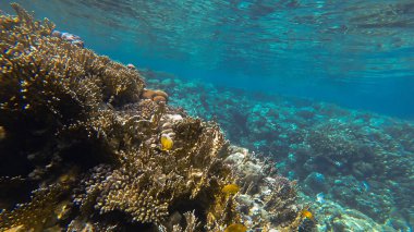Kızıl denizdeki mercan kayalıkları