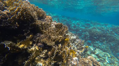 Kızıl denizdeki mercan kayalıkları