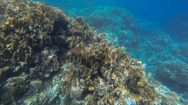 Kızıl denizdeki mercan kayalıkları