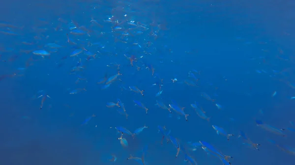 Синий Водный Фон Рыбой — стоковое фото