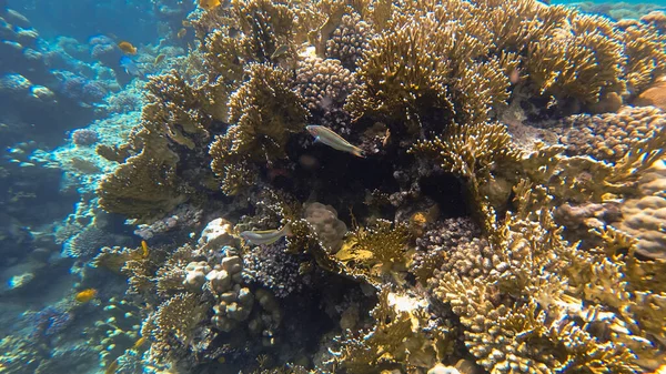 Коралловый Риф Море — стоковое фото