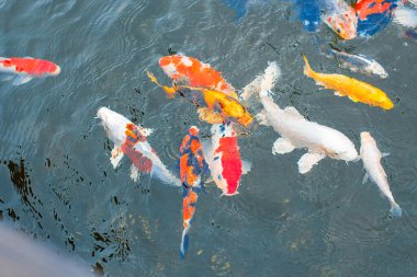 Koi balığı gölette yüzüyor.