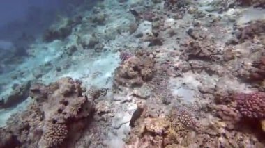 Mavi denizdeki mercan kayalıkları