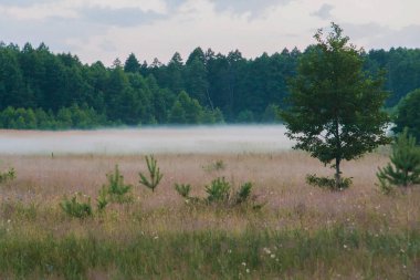 # Bir tarlanın arka planında sabah sisi #