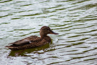 Ördek yüzüyor, ördek ve ördek yavruları yaklaşıyor.