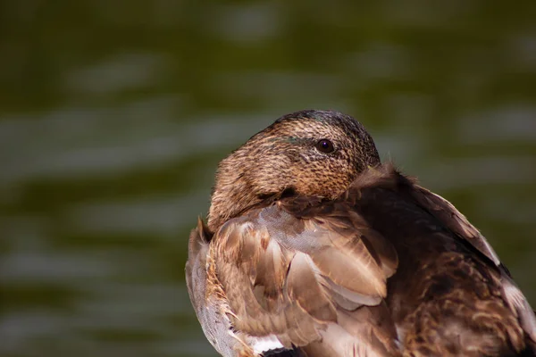 Pato Mallard Hembra Encuentra Orilla Del Lago — Foto de Stock