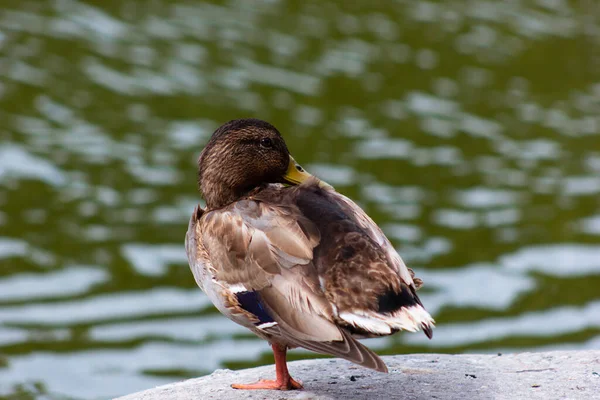 Stockente Steht Ufer Des Sees — Stockfoto