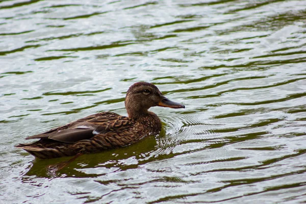 duck swimming in the water, duck and ducklings close-up