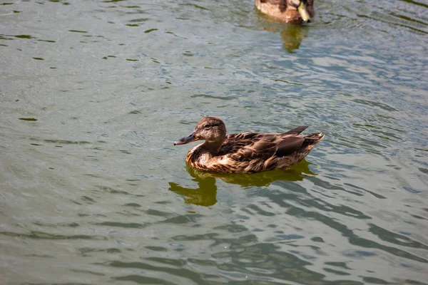 Ente Schwimmt Wasser Ente Und Entchen Aus Nächster Nähe — Stockfoto