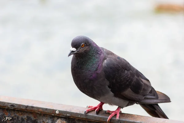 Pombo Pássaro Com Penas Multicores Perto Pombo — Fotografia de Stock