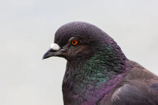 Fågel Duva Med Flerfärgade Fjädrar Närbild Duva — Stockfoto