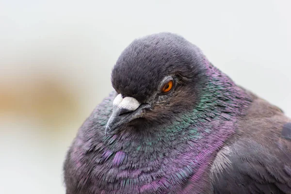 Çok Renkli Tüylü Kuş Güvercini Bir Güvercine Yaklaşır — Stok fotoğraf