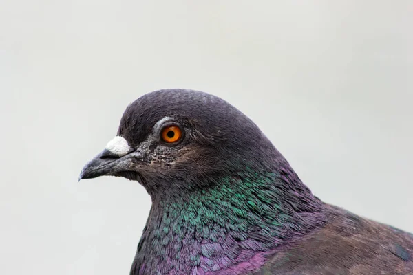 鳩の近くに多色の羽を持つ鳥の鳩 — ストック写真