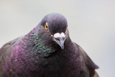 Çok renkli tüylü kuş güvercini bir güvercine yaklaşır.