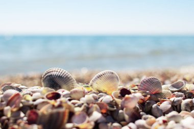 Kumsalda deniz kabukları