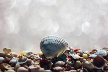 Kumsalda deniz kabukları