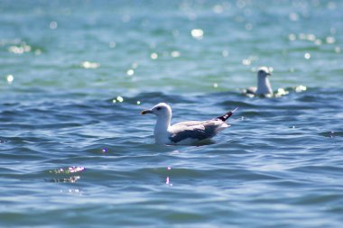 Bir martı suda yüzer.