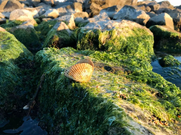 Закат Над Морскими Скалами Покрытыми Водорослями — стоковое фото