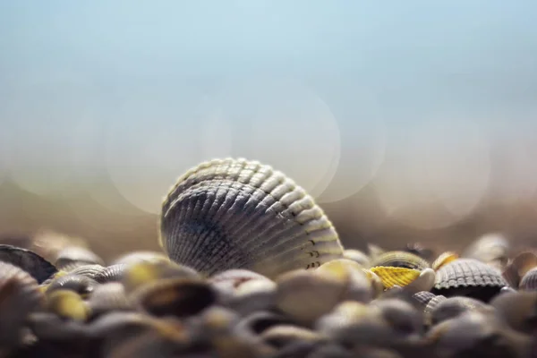 Раковины Пляже — стоковое фото