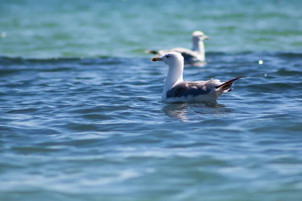 Een Meeuw Drijft Het Water — Stockfoto