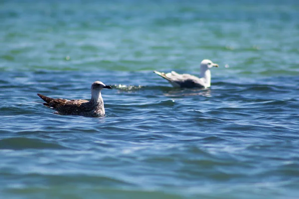 Uma Gaivota Flutua Água — Fotografia de Stock