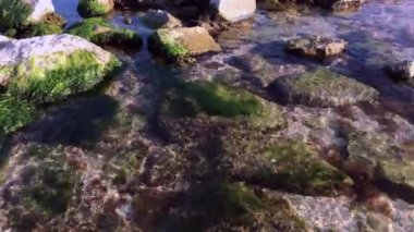  yeşil yosunlar denizde kayalıklarda