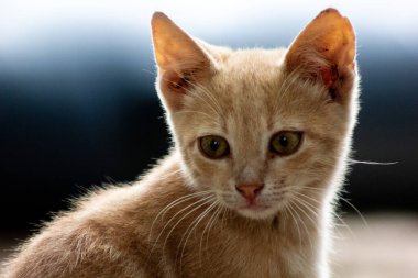 Bir İngiliz kedisine yaklaş.