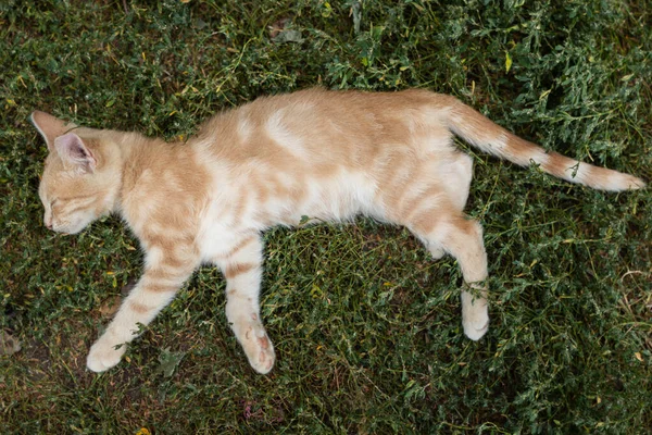 Gato Rojo Durmiendo Hierba —  Fotos de Stock