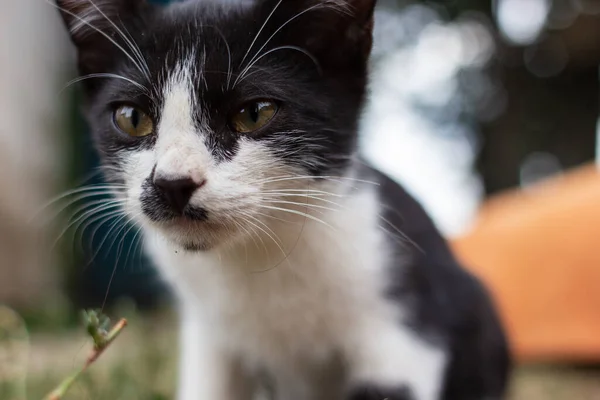 Retrato Gato Preto Branco — Fotografia de Stock