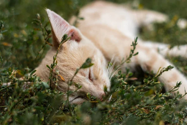 Röd Katt Sover Gräset — Stockfoto