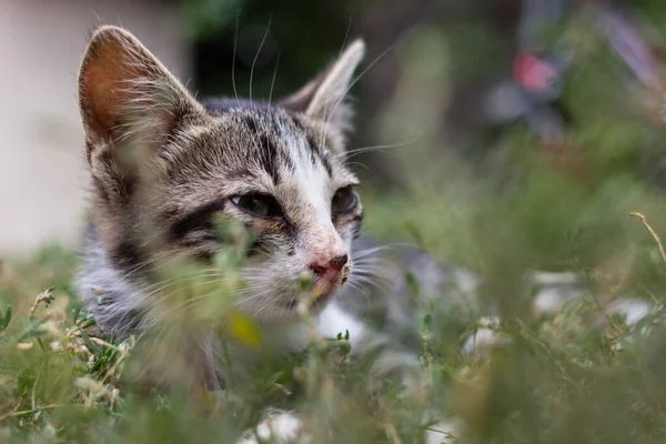 Gri Kedi Çimlerin Üzerinde Bir Kediye Yakın Çekim — Stok fotoğraf