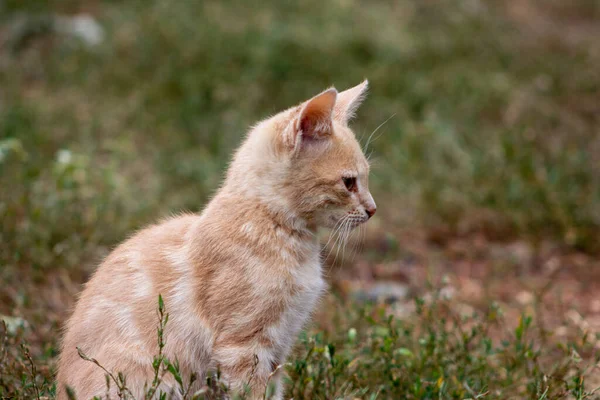 Bir Kedinin Portresini Kapat — Stok fotoğraf