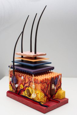 İnsan derisinin ensizyon modelindeki derinin yapısı.