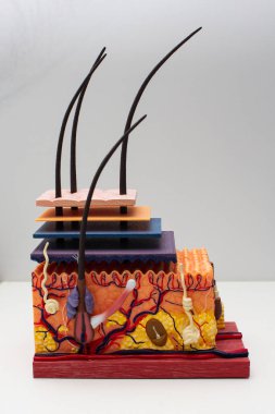 İnsan derisinin ensizyon modelindeki derinin yapısı.