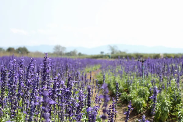 Chiangrai Tayland 'da mor lavanta çiçekleri