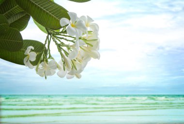 Sahildeki Plumeria çiçeği.