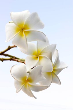 Ağaçta Plumeria (frangipani) çiçekleri