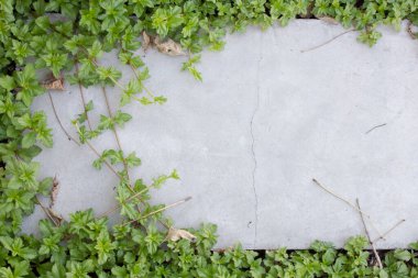 Sarmaşık, tuğla zeminde.