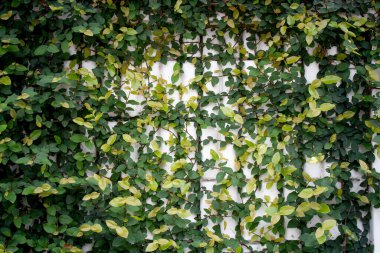 Beyaz duvardaki sarmaşık ağacı