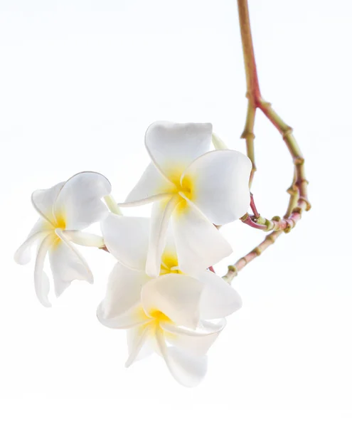 Ağaçta Plumeria (frangipani) çiçekleri